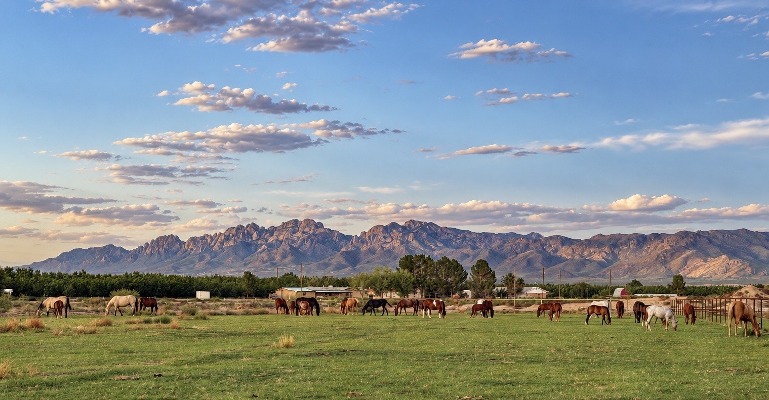 Horses grazing at Harvey Lake Ranch against the mountains