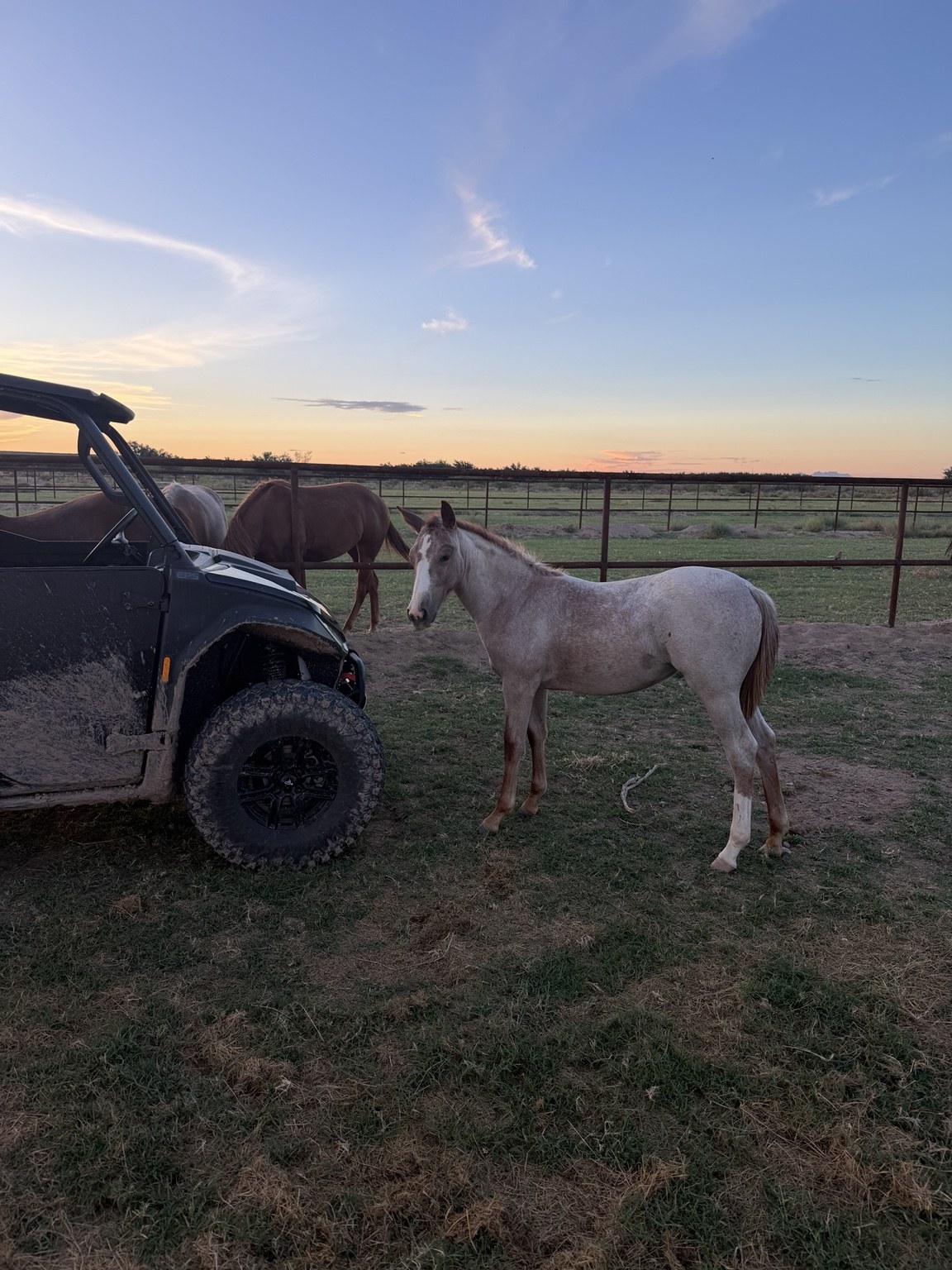 Young horse beside a ranch utility vehicle