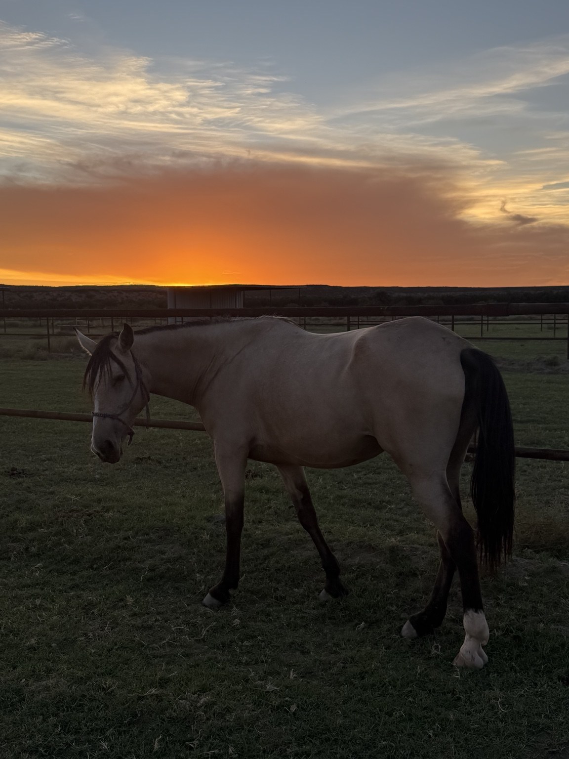 Horse in the pasture at a New Mexico sunset