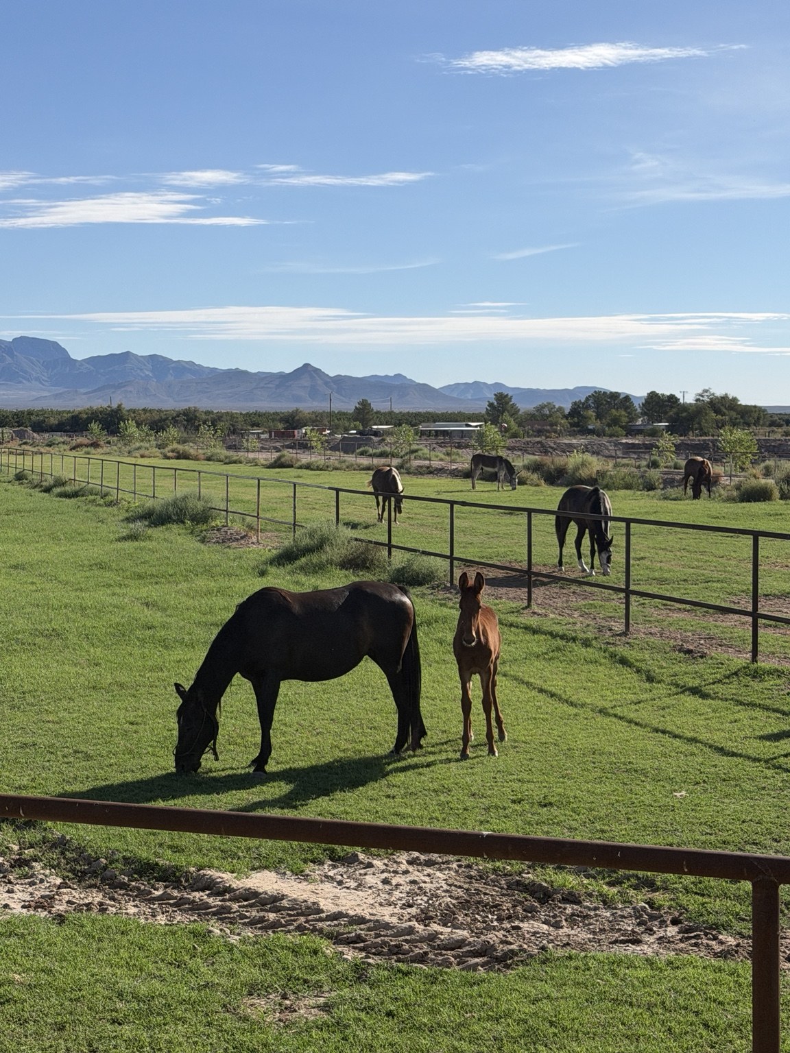 Mare and foal grazing in the ranch's green pastures beneath mountain views