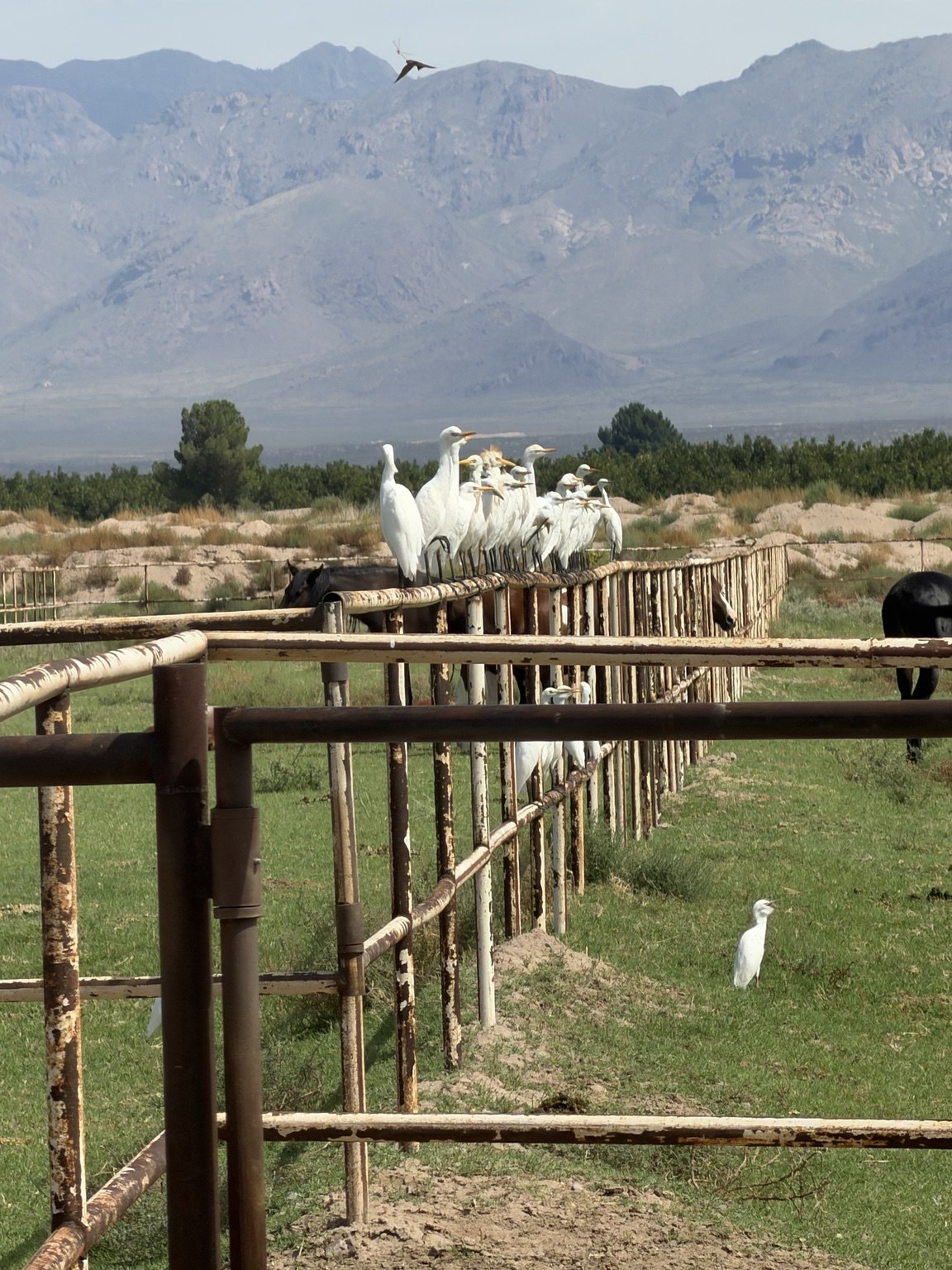 White birds perched along the pasture fence with mountains behind