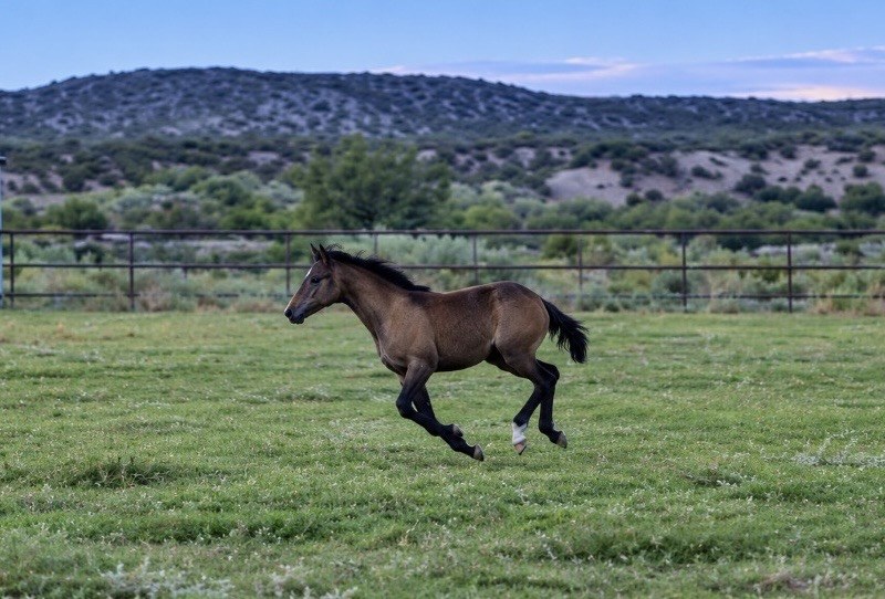 Young horse running through a green ranch pasture