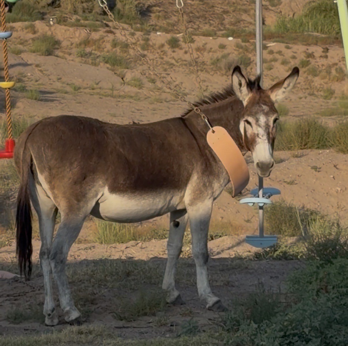 Donkey enjoying life at the ranch