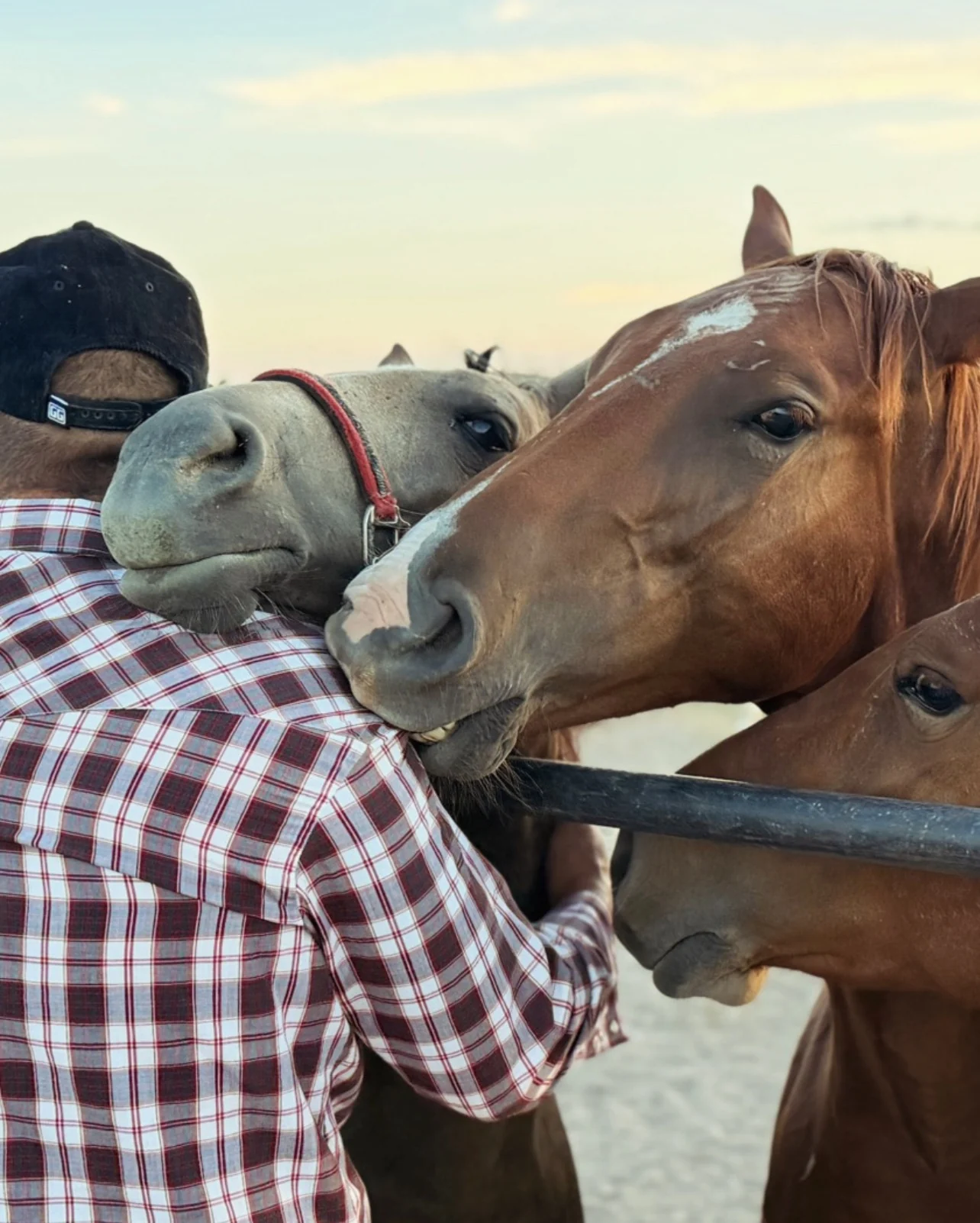 Horses gathering for attention at the ranch fence