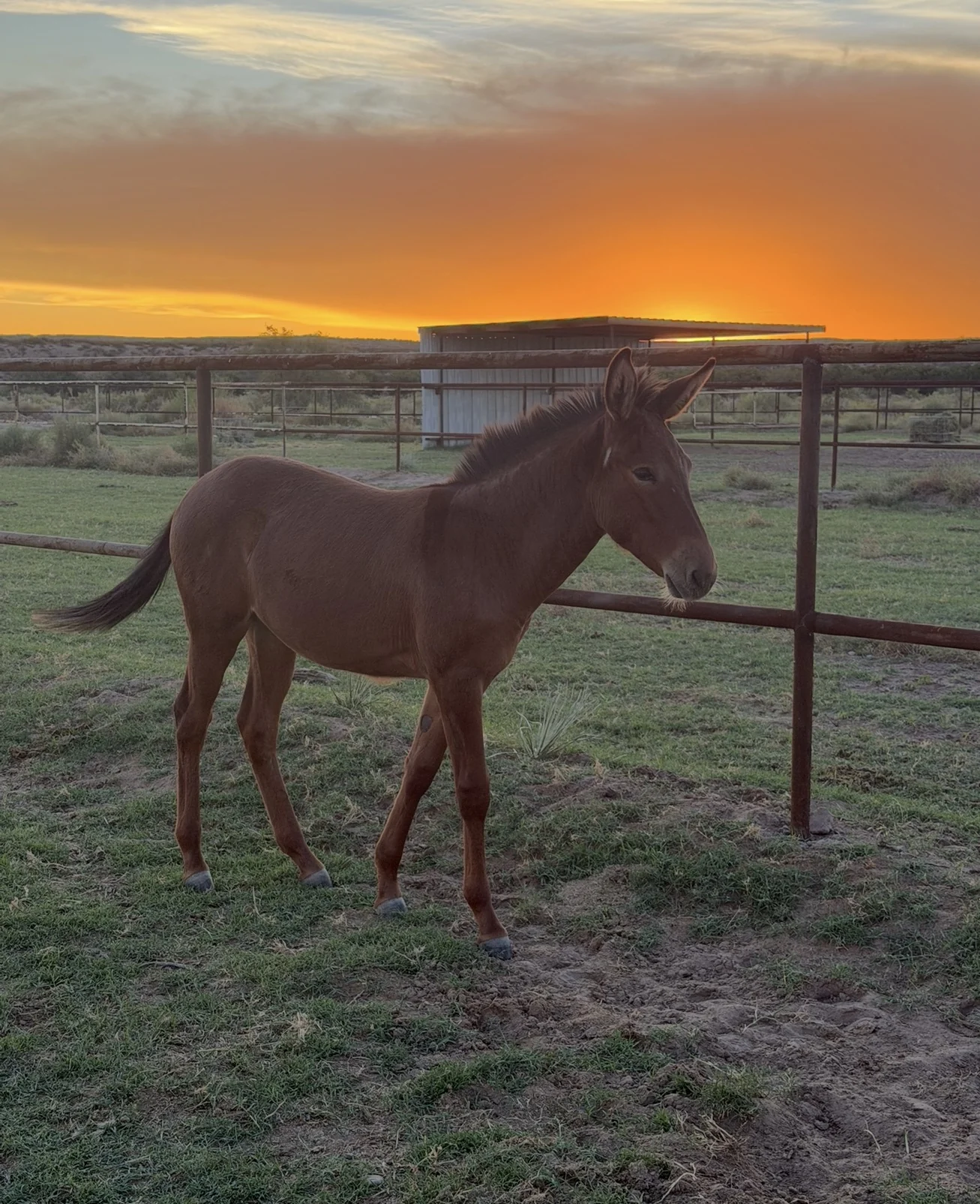 Young mule beside the pasture fence at sunset