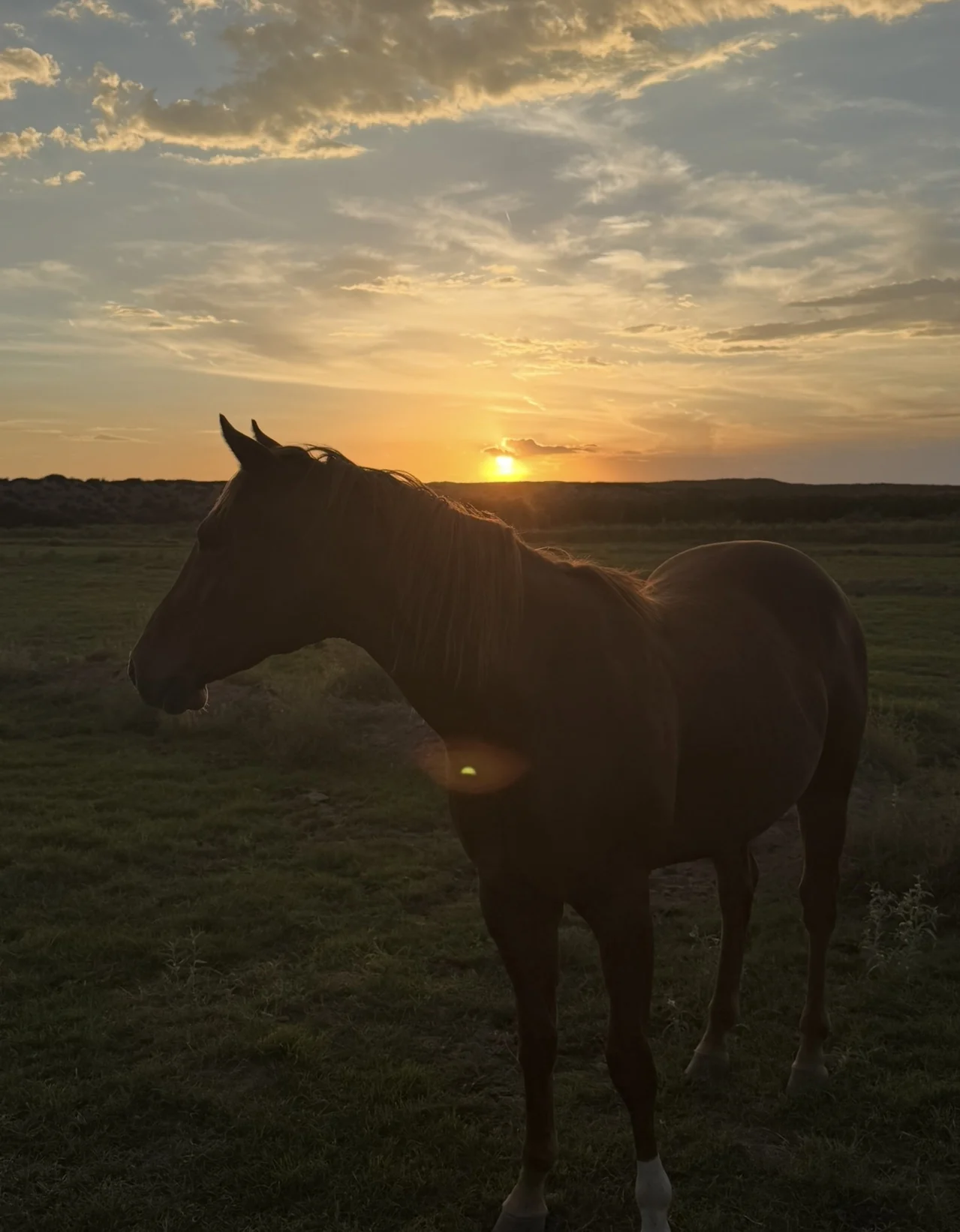 Horse silhouetted against the New Mexico sunset