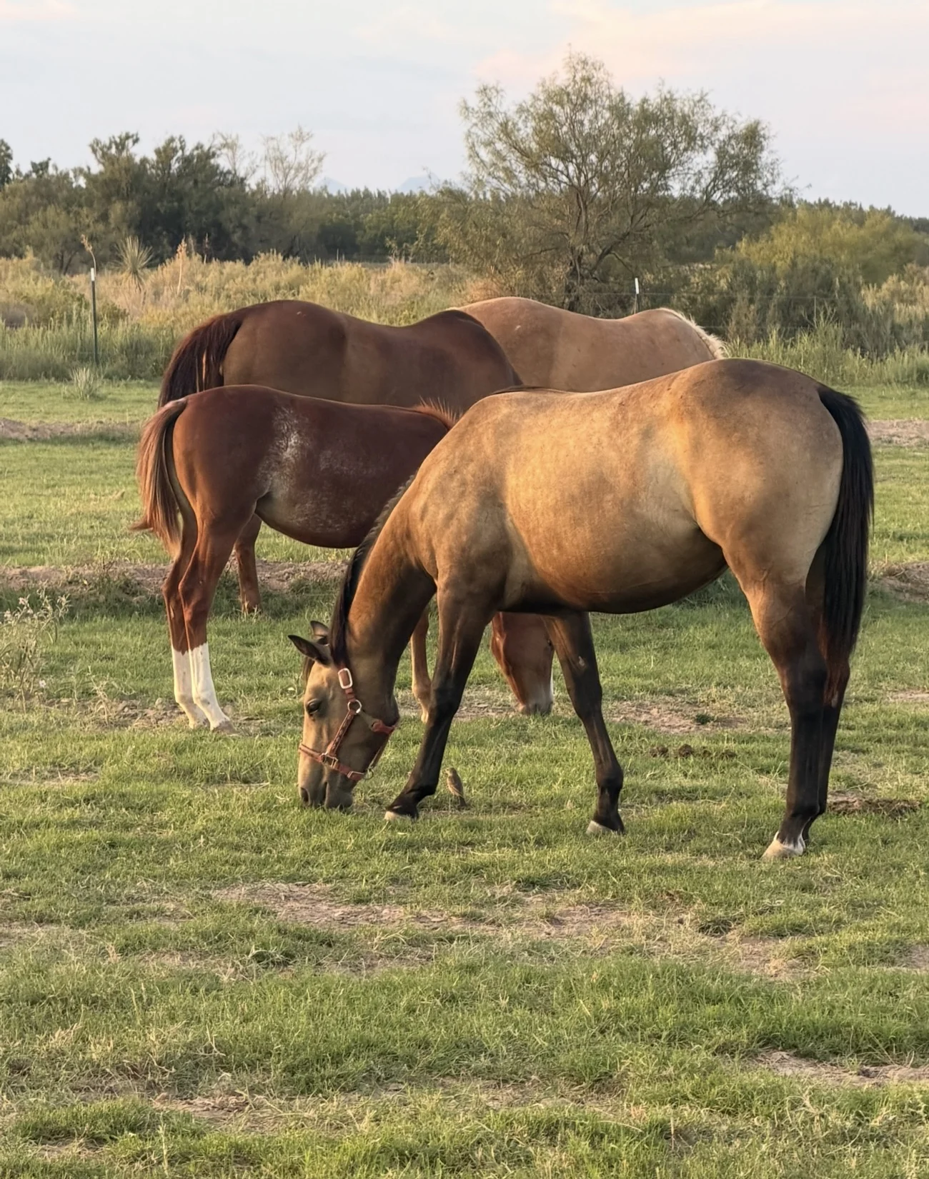 Horses grazing together in the green pastures at Harvey Lake Ranch