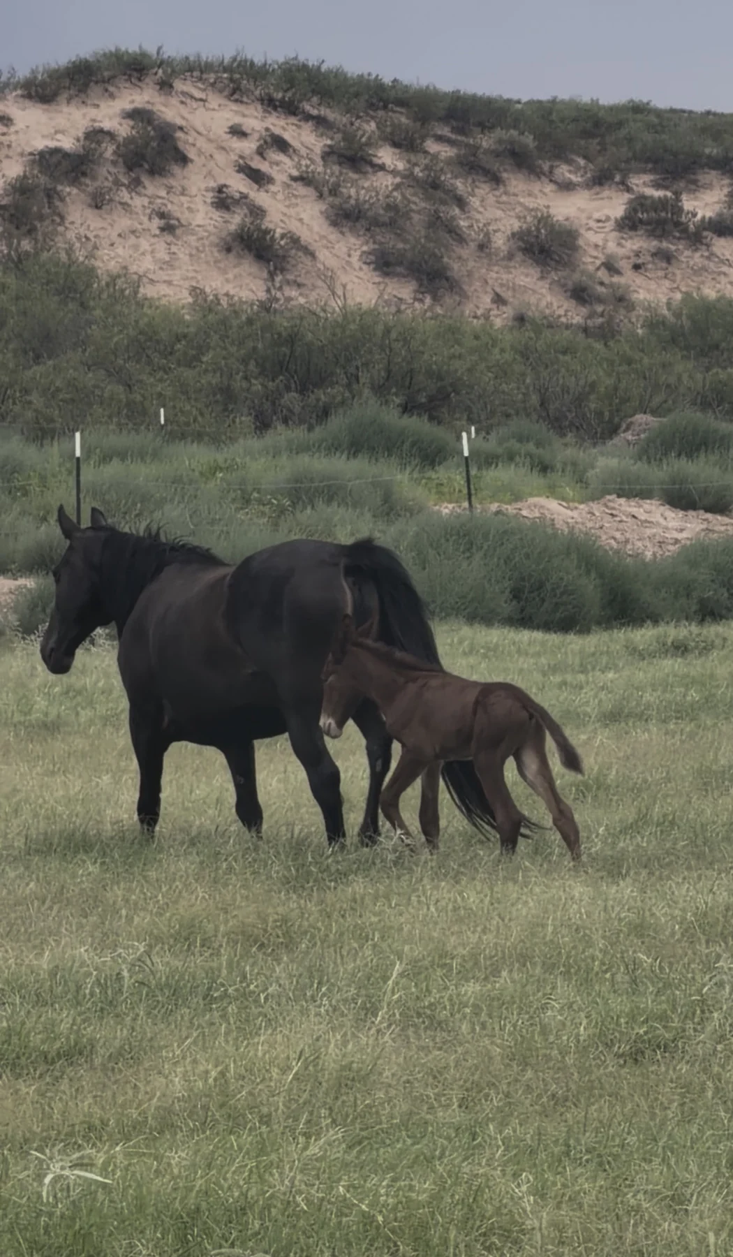 Mare and nursing foal in a green pasture