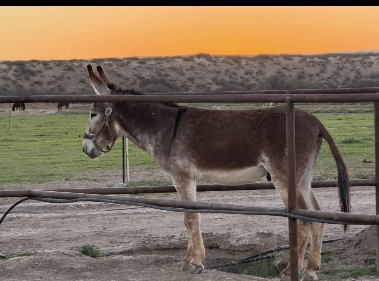 Donkey beside a pipe fence in the evening