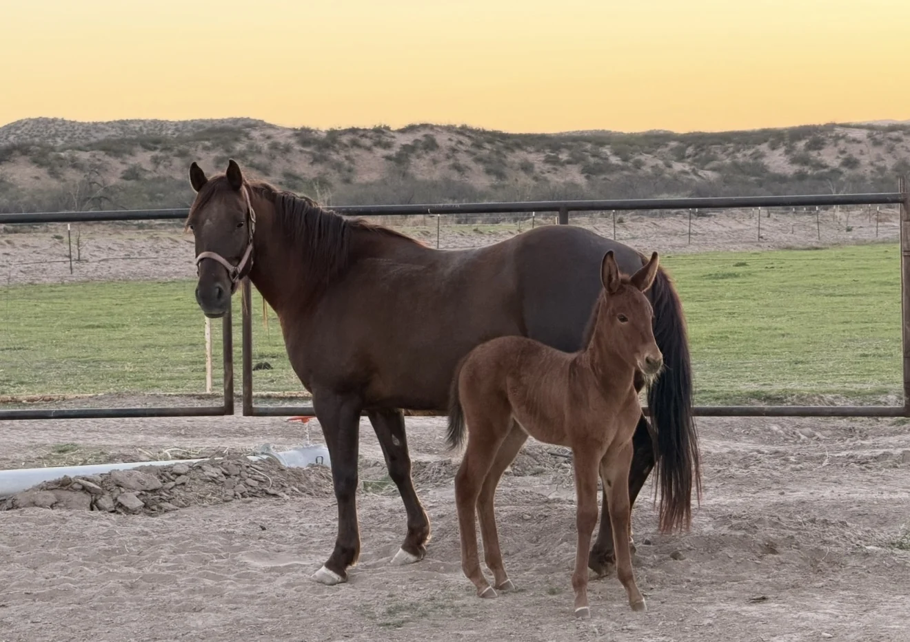 Mare and foal standing together at Harvey Lake Ranch at dusk